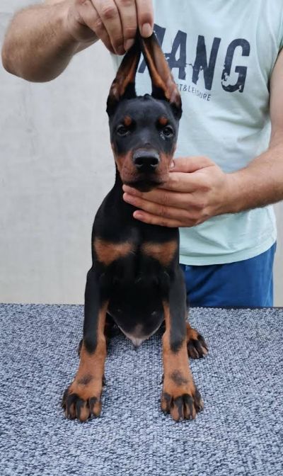 oglasi, Doberman